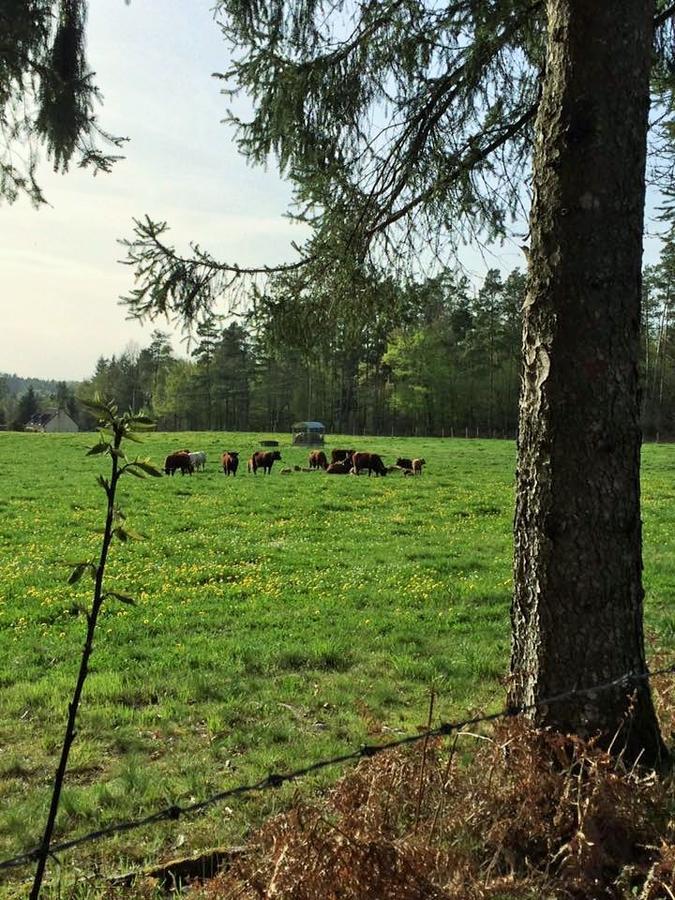 Auberge De Saint Julien Aux Bois Exteriér fotografie